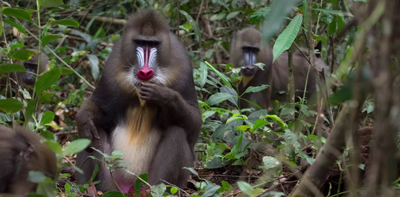 Moukalaba-Doudou National Park