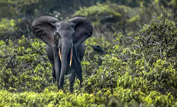 Moukalaba-Doudou National Park
