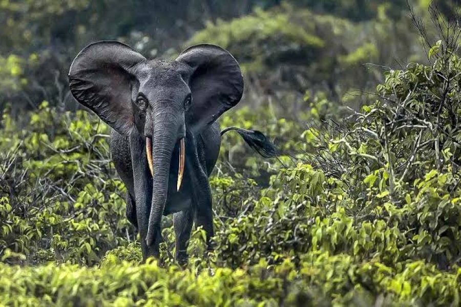 Moukalaba-Doudou National Park