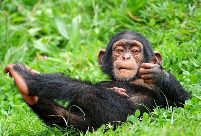 Moukalaba-Doudou National Park