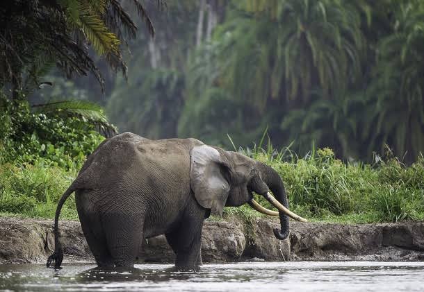 Moukalaba-Doudou National Park