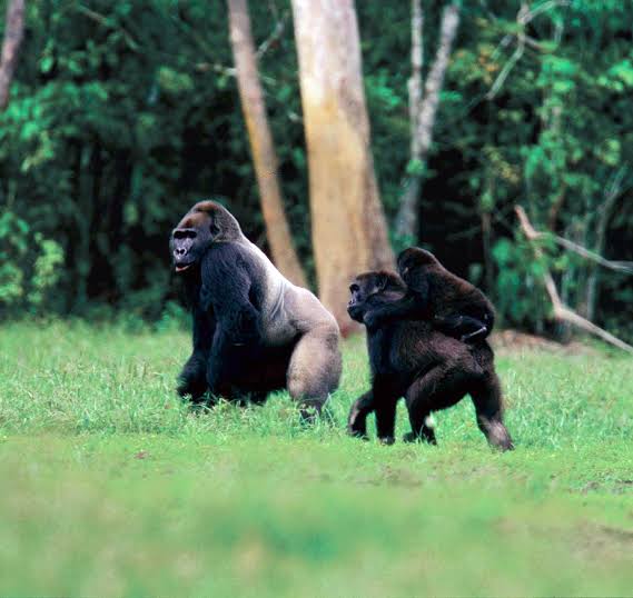 Moukalaba-Doudou National Park