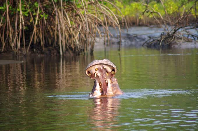 Moukalaba-Doudou National Park