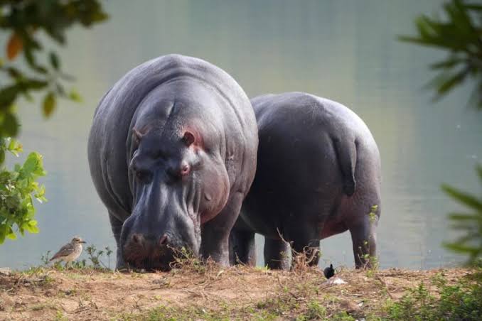 Moukalaba-Doudou National Park