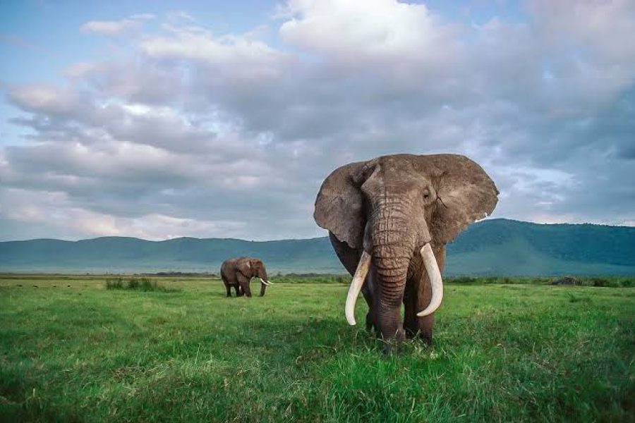 Pongara National Park