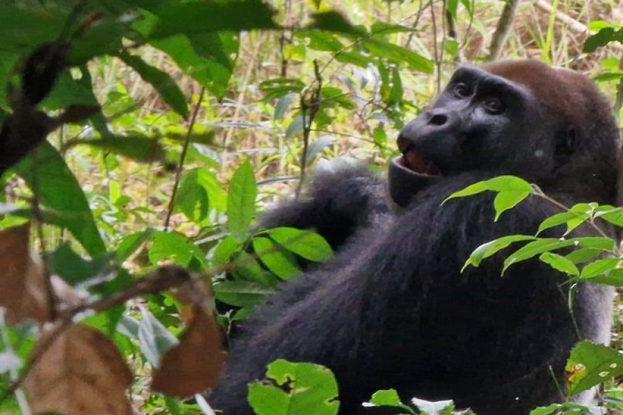 Moukalaba-Doudou National Park